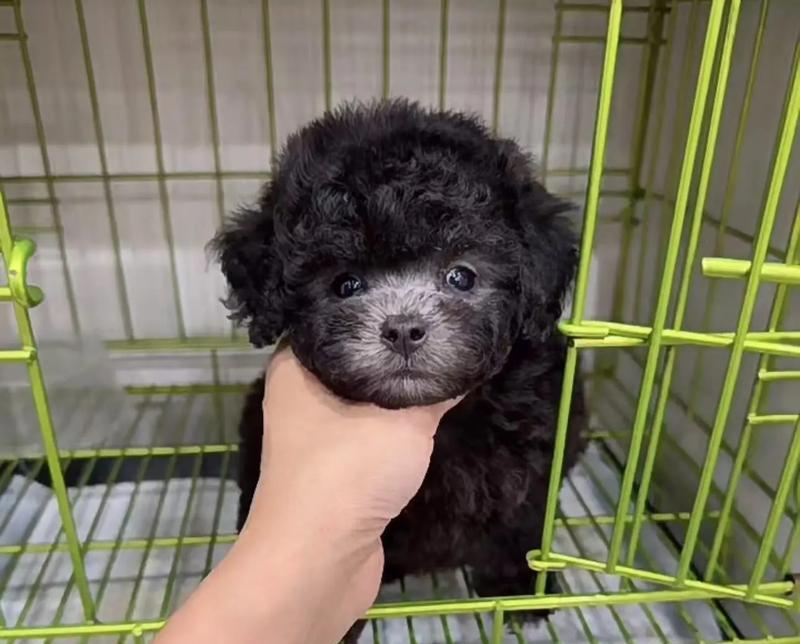 泰迪两天不喝水会导致的健康问题（狗狗缺水的危险和预防措施）