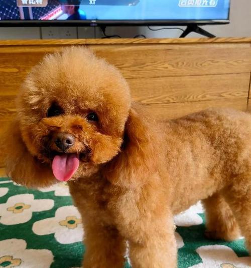 冬天如何给泰迪犬保暖？（泰迪感觉到寒冷会有什么表现？）