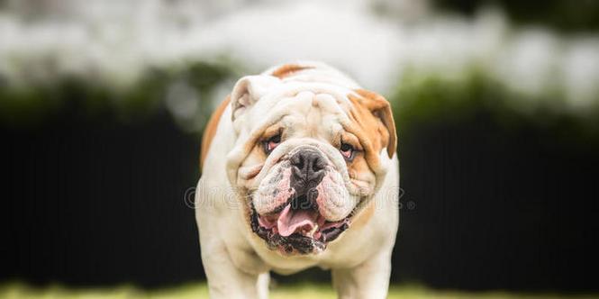 英国斗牛犬幼犬喂养指南（了解如何正确喂养你的英国斗牛犬幼犬）