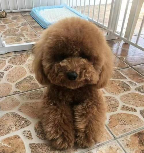 帮助泰迪减肥，让它重获健康（健康饮食与适度运动，成为泰迪健康瘦身的关键）