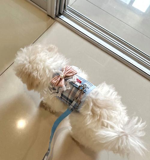 两个月幼犬可以使用牵引绳吗？（探讨早期使用牵引绳对幼犬的适宜性及注意事项）