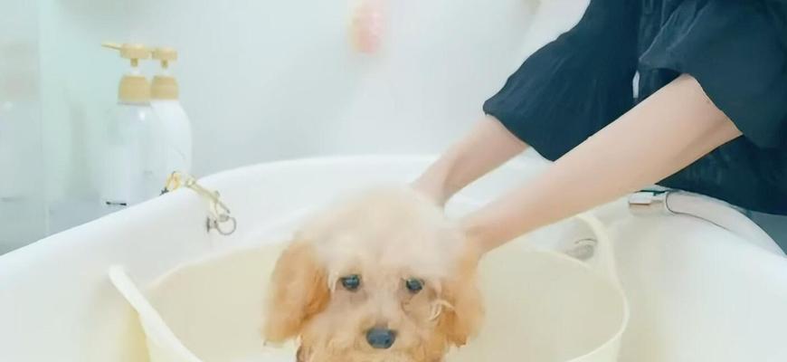 小狗打疫苗三天洗澡了（宠物健康护理的重要性与注意事项）