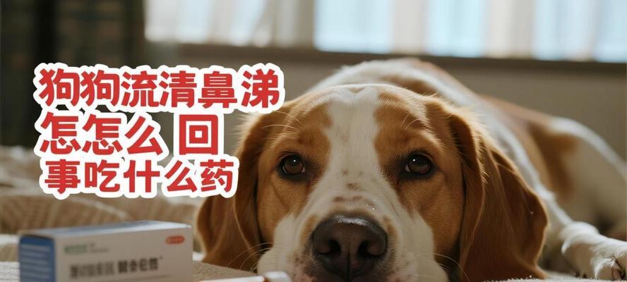 狗狗鼻涕过多的原因及处理方法(清鼻涕是关键,让你的狗狗呼吸顺畅吧!)