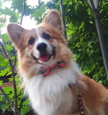 柯基犬的咬合力究竟如何？（揭秘柯基犬强大的咬合力与原因）