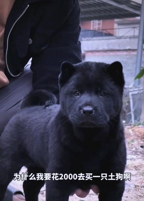 小土狗的叫声之谜（探秘小土狗为何会发出响亮的叫声）