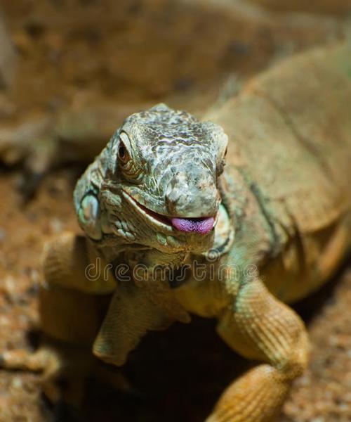 如何正确养护草原蜥蜴（草原蜥蜴养护技巧与注意事项）