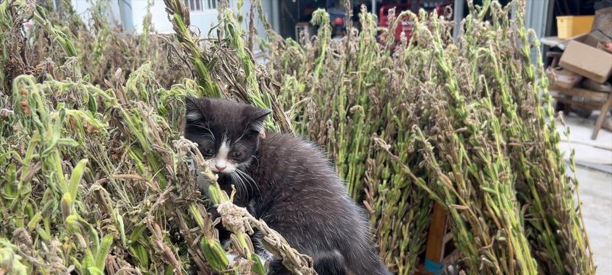 小猫为何异常兴奋？（探究小猫兴奋的原因及应对方法）