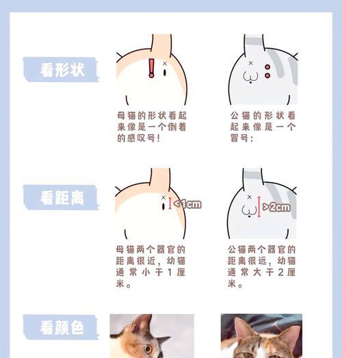 猫咪眼中的主人的爱与亲昵（猫咪的主人是其整个世界，爱与亲宠是它最温暖的依靠）