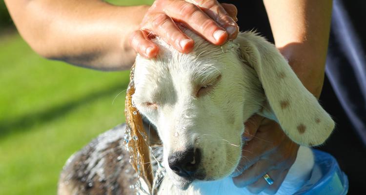 泰迪每天吐的原因及解决方法（了解泰迪每天吐的原因，避免宠物健康问题）