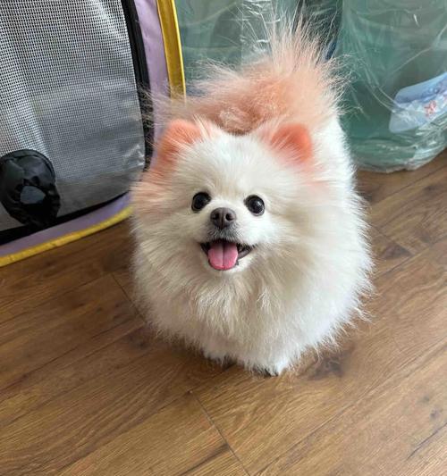 揭秘博美犬生病的表现（警惕！你的博美犬可能患上了这些疾病）