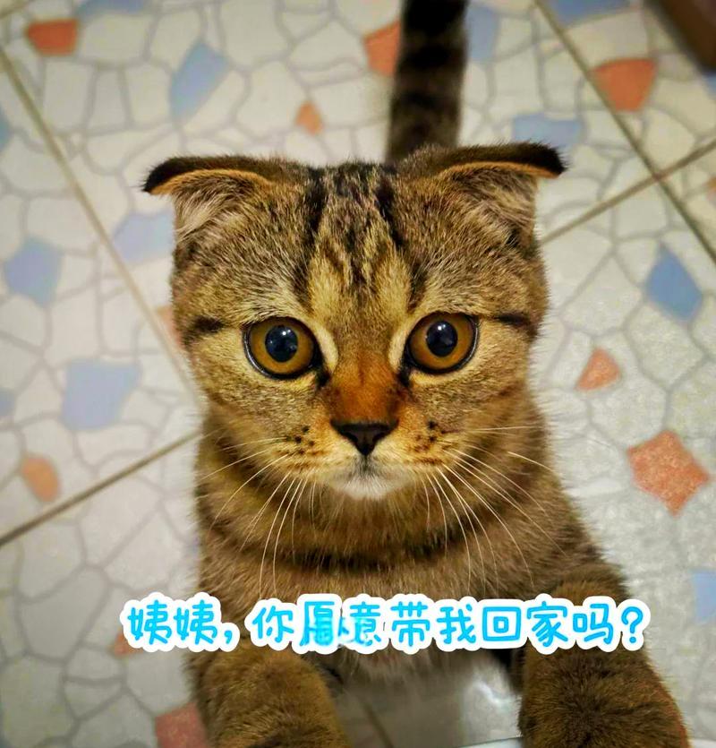 猫咪在主人外出时不再频繁叫的有效解决方法（建立良好的日常习惯，让猫咪更加安心）