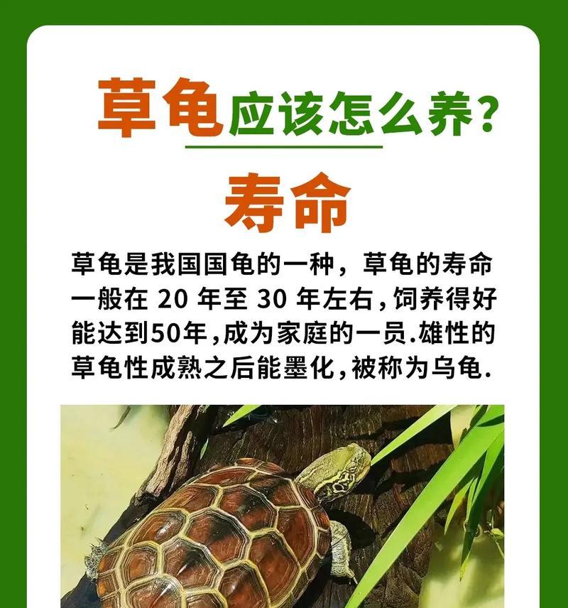 乌龟的饮食习惯与饲养技巧（如何正确喂养乌龟？）