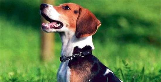 狗拉白色石灰状粪便，应如何处理？（急需知道的狗粪异常处理方法，健康保障从细节开始）