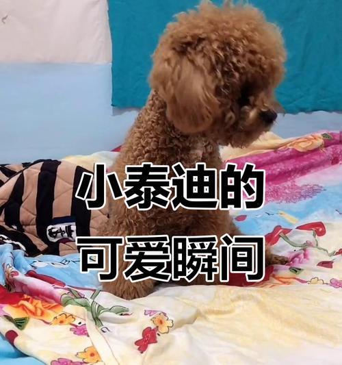 泰迪舌头凉怎么回事（探究泰迪犬舌头凉的原因及解决方法）