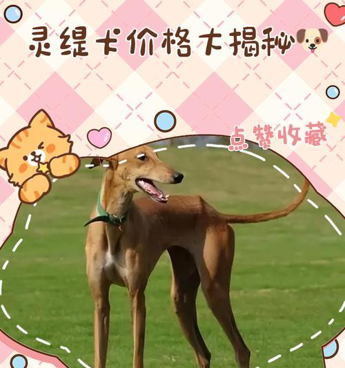 以格力犬精华情形血统（独特血统和卓越特性，以格力犬成为热门宠物选择）