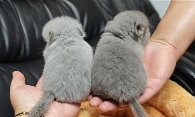 2个月龙猫的喂养指南（如何正确喂养2个月龙猫并保持其健康快乐）