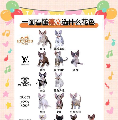 德文卷毛猫饲养的注意事项（了解这些关键信息，给你的德文卷毛猫提供一个健康和快乐的生活）