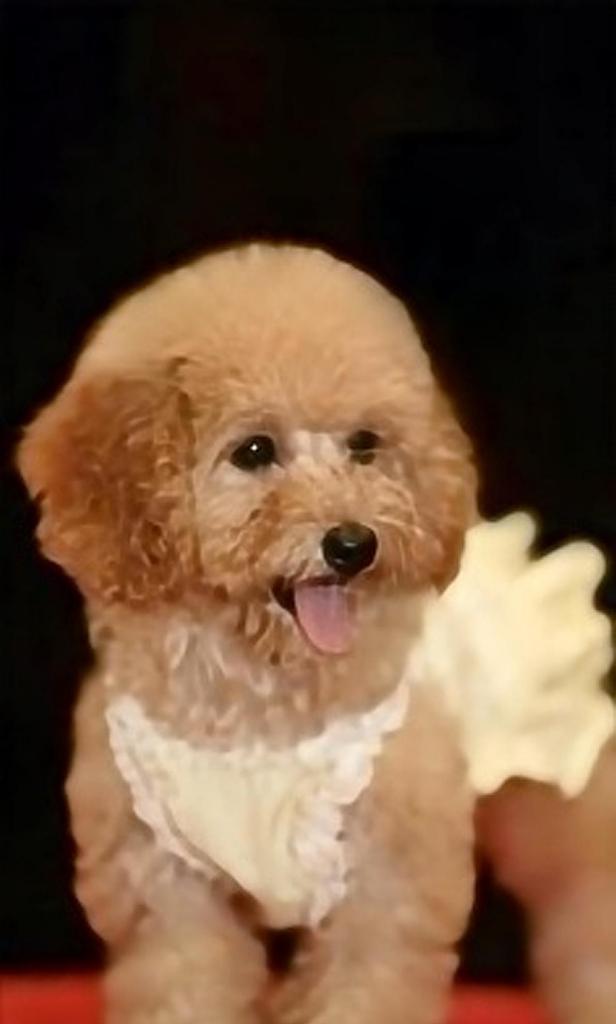 泰迪的性情特点及饲养要点（了解泰迪的性格，让你成为它最好的主人）