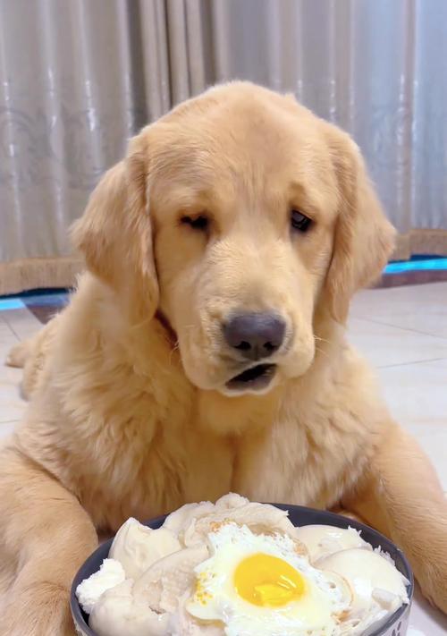 二个月金毛犬的喂养指南（打造健康快乐的宠物生活）