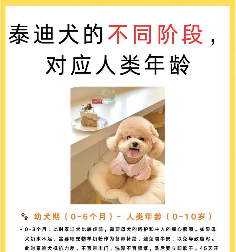 夏天马上来临，保护你的泰迪犬免受中暑的关键（泰迪犬中暑的原因与症状，让你及时预防和应对）