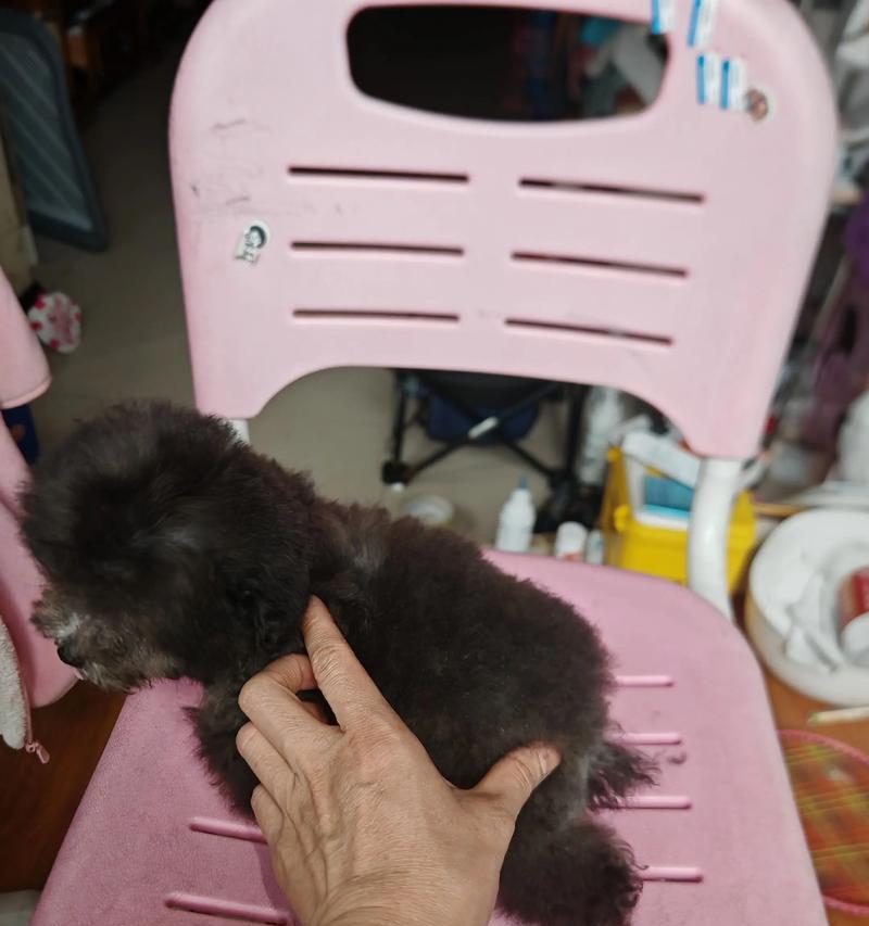 四个月泰迪的成长历程（从无助小宝宝到活泼可爱小熊猫）