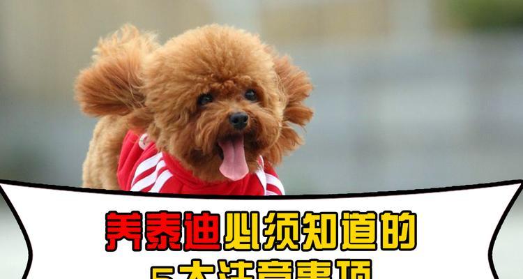 泰迪一个月的消费明细和注意事项（掌握泰迪生活开销，养宠指南一网打尽）