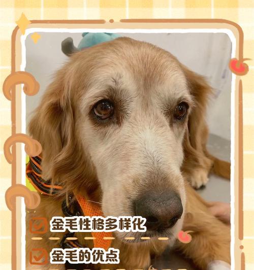 金毛犬（了解金毛犬的脾气性格及特点）