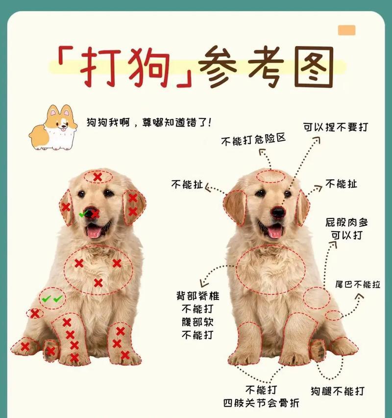 如何解决小奶狗不吃饭的问题（有效方法让小奶狗恢复正常饮食）