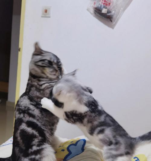 猫咪斗殴败北的后果及应对方法（探寻猫咪斗殴败北的原因以及如何帮助他们恢复）
