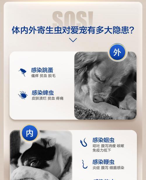 泰迪身上的跳蚤是否会传染给人类？（解析泰迪犬身上的跳蚤是否对人类构成威胁）