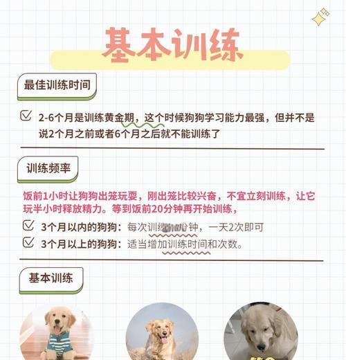 如何科学喂养一只大型金毛犬（宠物狗的饮食需求与喂养技巧）