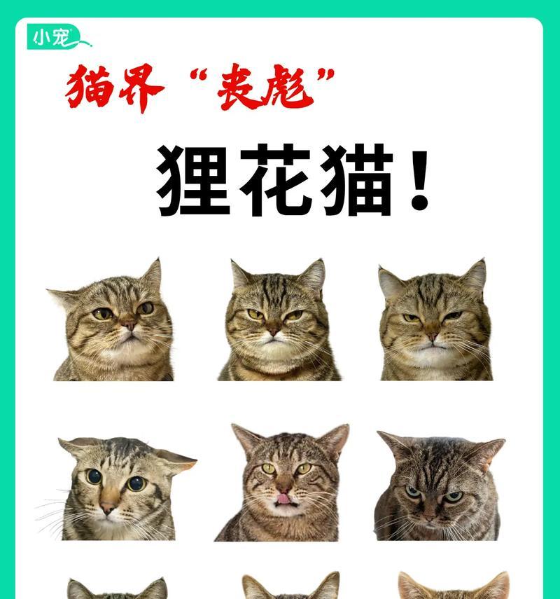 狸猫究竟是土猫还是家猫？（揭开狸猫身份之谜，还原其真实面貌）