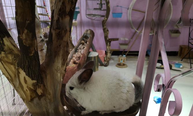 麒麟猫舍（为您的爱猫提供最佳护理与舒适环境）