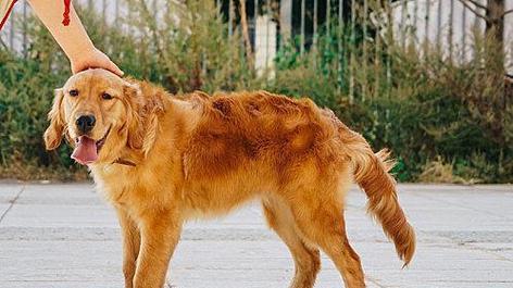 金毛犬的脾气性格及特点剖析（了解金毛犬的性格特点和行为习惯）
