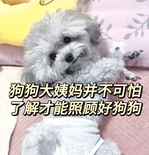 狗如何处理月经问题（照顾毛孩健康渡过狗狗月经期）