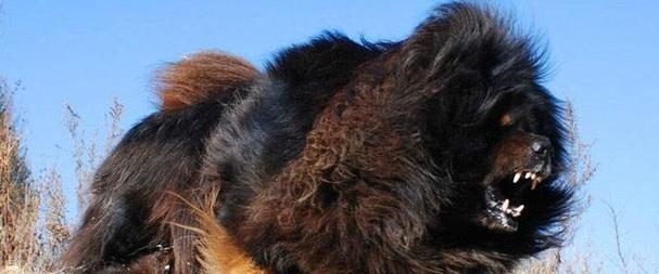 揭秘世界第一的狗是什么狗？（探索这个狗的神奇之处，让人惊叹不已！）