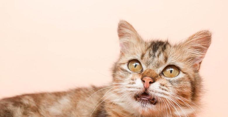 猫咪的惊吓引发神经质变化（探索猫咪受惊吓后的行为变化及原因）