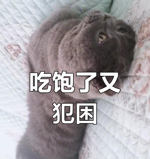 小猫吃饱了还总叫的原因及解决方法（小猫叫声频繁，是什么原因造成的？该如何解决？）