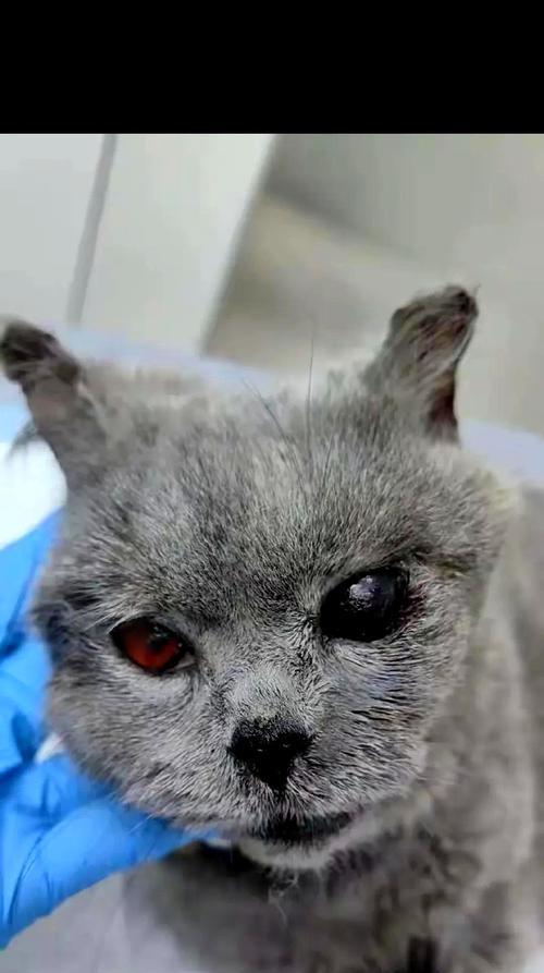 楼上猫咪摔下失禁事件揭秘（揭开猫咪摔下楼梯后大小便失禁的原因与处理方法）