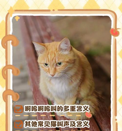 猫咪的连续叫声（聆听猫咪的呼唤，了解它们的情绪与需求）