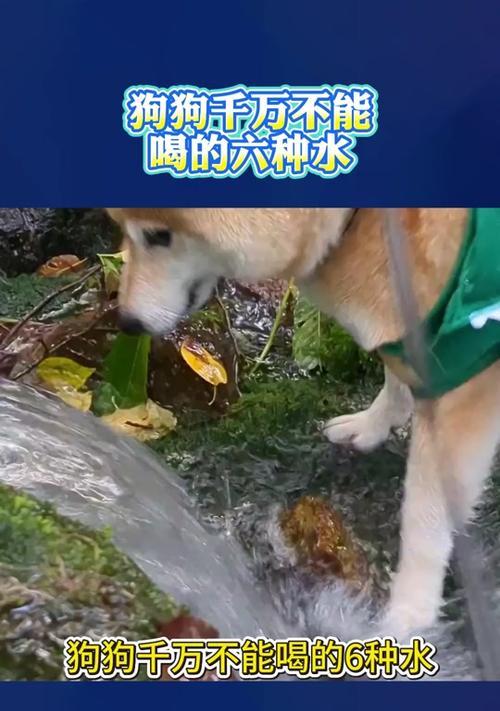 小狗突然喝大量水，可能的原因及应对方法（了解小狗突然喝大量水的背后，保护它的健康）