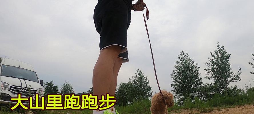 如何训练泰迪与其他人一起跑步（打造快乐健康的泰迪跑步伴侣）