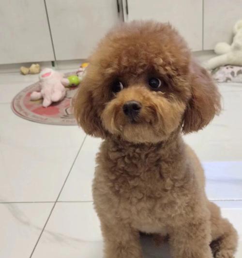 泰迪犬腿长与纯种问题（揭开泰迪犬腿长不纯的迷雾）