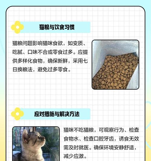 猫咪为什么吃得少拉的多（探寻猫咪饮食和消化系统的奥秘）