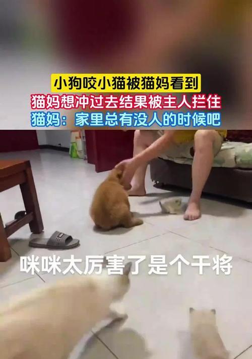 猫咪被狗咬后的反应（猫咪被狗咬后的应对措施和注意事项）