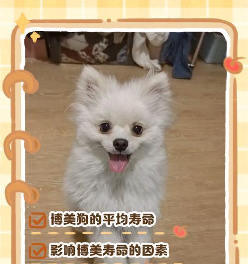 博美犬半夜叫唤的原因与解决方法（了解博美犬叫唤的真相，让你的夜晚更加宁静）