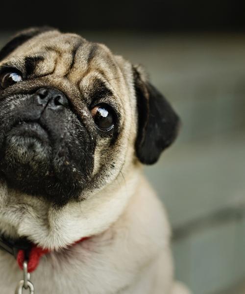 以巴哥犬（揭秘巴哥犬对主人的深情表达）