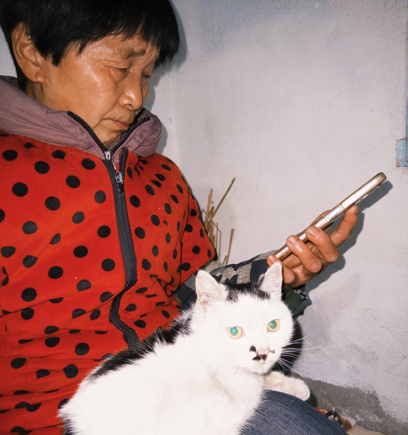 猫咪的营养美食——自制猫粮烹饪指南（为您的猫咪提供健康又美味的自制猫粮）