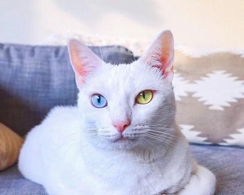 奇特之眼（双色瞳孔猫的来历及特征解析）