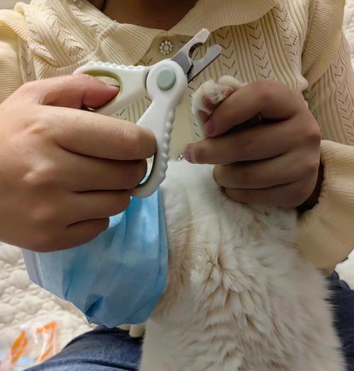 猫咪指甲修剪技巧（保护家具与儿童安全，掌握正确的猫咪指甲修剪方法）
